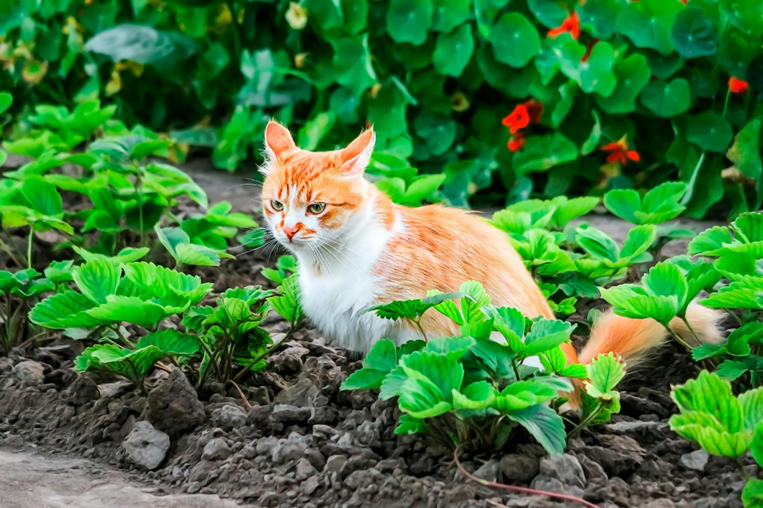 Skrämma bort katter Skrämma bort katter från tomten